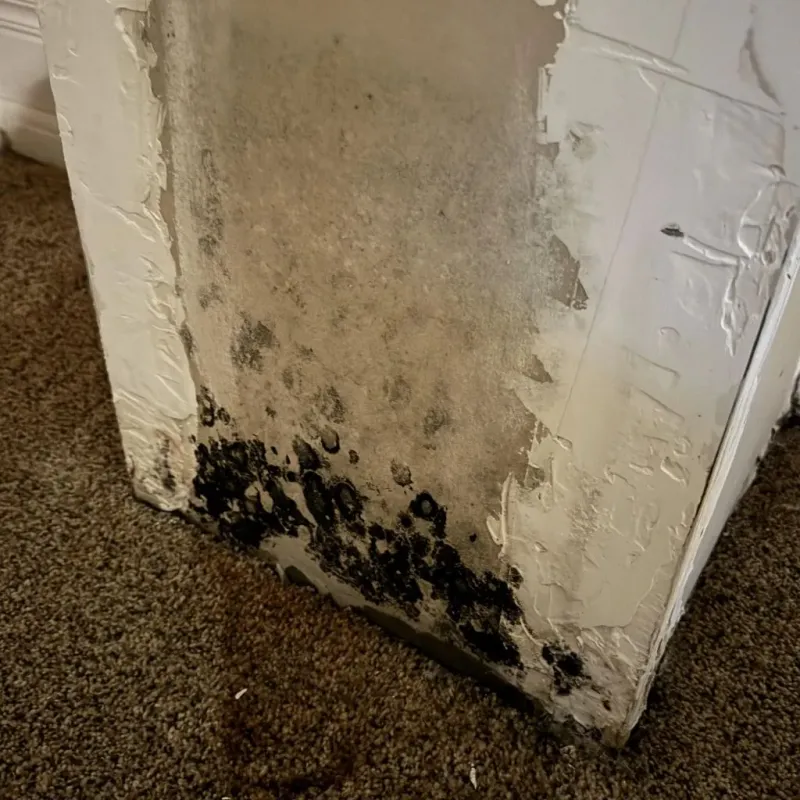 Professional Mold Removal in Copeland, OK